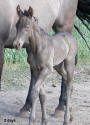 classic champagne foal color