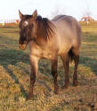 silver grullo quarter horse