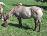 silver grullo quarter horse