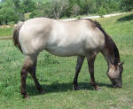 silver grullo quarter horse