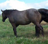 Blue roan quarter horse