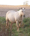dunalino quarter horse