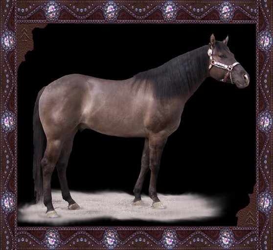 Grullo grulla reining horse stallion Topsail Whiz Hollywood Dunit
