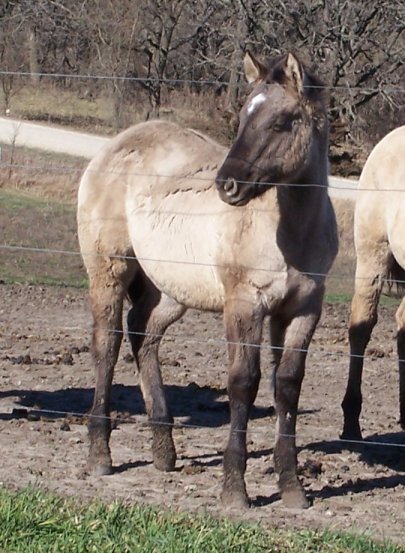 Hi Jacd Silver, Silver grullo foundation quarter horse mare