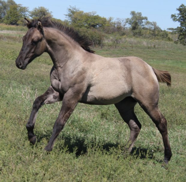 BERRY SWEET WHIZARD: Silver grullo grulla reining horse, AQHA stallion