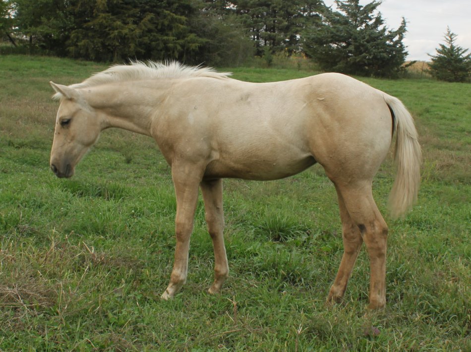 FOALS: Grullo ( grulla ), champagne, buckskin reining, cutting, reined ...