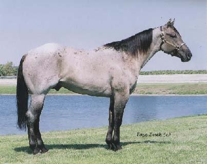 blue roan quarter horses